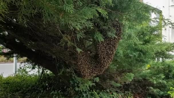 Lebah madu berkerumun — Stok Video