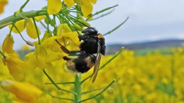 Bijen nectar verzamelen — Stockvideo