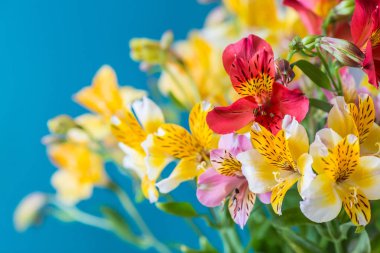 alstroemelias çiçek mavi