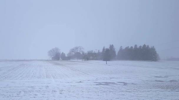 Tormenta Nieve Blanca Blizzard Toda Campiña Granja Pesado Paisaje Niebla — Vídeo de stock