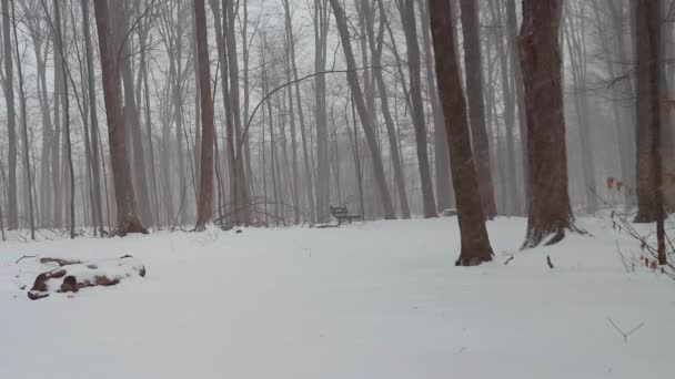 フォレスト内の雪の嵐の自然公園のベンチ 冬の間は人がいない ブリザードの雪の間の森の中の空の公共ベンチ — ストック動画