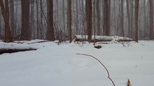 Kar Fırtınası Sırasındaki Orman Manzarası Kamera Ile Yerdeki Derin Karla — Stok video