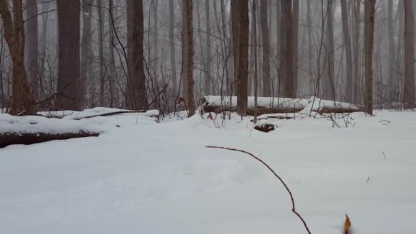 カメラパンで冬の雪の嵐の間の森の風景 Panning効果で地面に深い雪が降る美しい森の中の雪の天気 — ストック動画