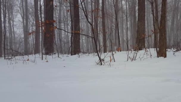 カメラパンで冬の雪の嵐の間の森の風景 Panning効果で地面に深い雪が降る美しい森の中の雪の天気 — ストック動画