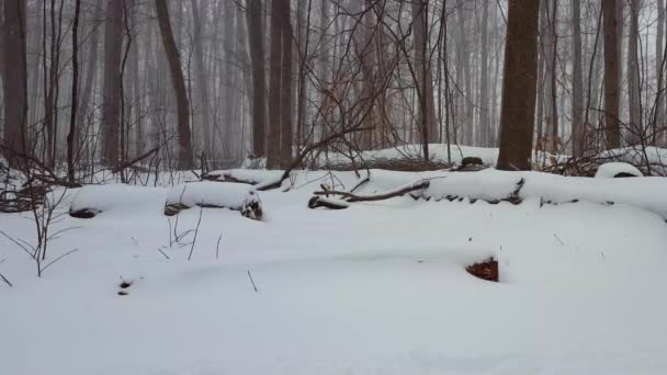 カメラパンで冬の雪の嵐の間の森の風景 Panning効果で地面に深い雪が降る美しい森の中の雪の天気 — ストック動画