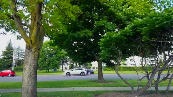 Reverse Motion Side View City Traffic Driving Lush Green Trees — Vídeos de Stock
