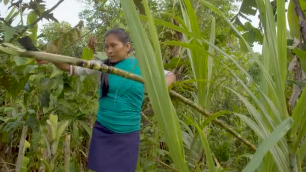 Jonge vrouwen met een baby op haar rug snijdt suikerriet met een Machete — Stockvideo