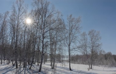 Ağaçlı kış manzarası ve Zirvede güneş.