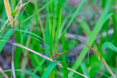 Yeşil bir çimen yaprağında yusufçuk böceği ayrı oturuyor..