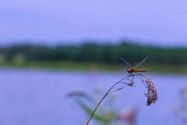 Separatamente Seduta Libellula Filo Erba Asciutto Sullo Sfondo Della Riva — Foto Stock