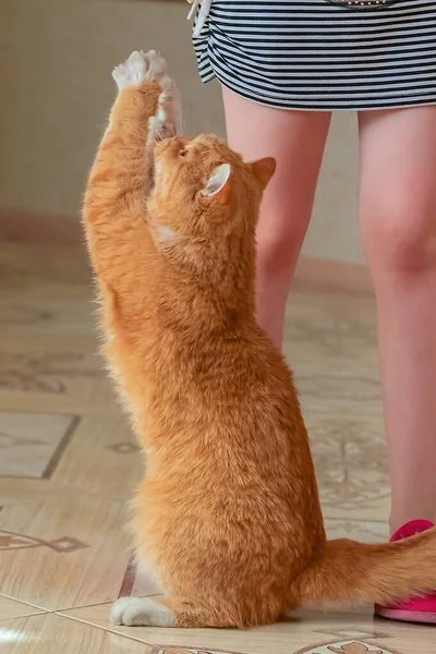 The cat sits on its hind legs and asks the girl to eat.