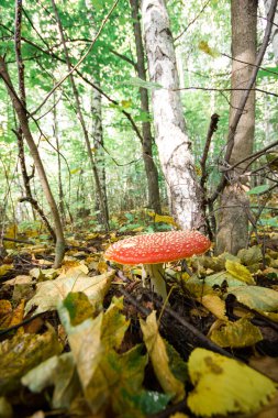 Arka planda huş ağaçları olan orman zemininde tek sinek mantarı.