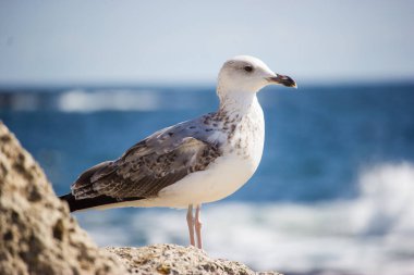Denizin arka planında bir taşın üzerinde duran güzel bir martının yakın çekimi.