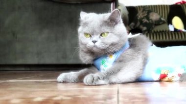 Parlak ameliyat sonrası bandajlı evcil kedi yerde yatıp etrafa bakıyor. Kısırlaştırma ya da kısırlaştırma sonrası evcil hayvan 4K
