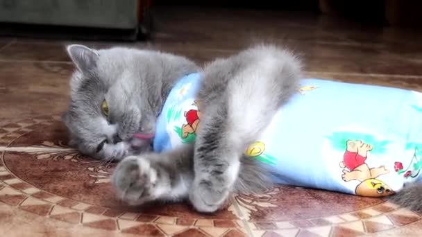 Gato Doméstico Con Vendaje Postoperatorio Brillante Yace Suelo Lamiendo Mascotas — Vídeo de stock