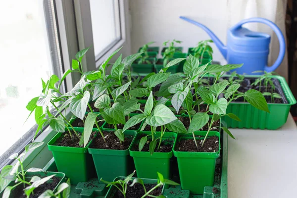 Planta Cultivada Sementes Pimenta Jovens Plantas Verdes Pimentas Com Folhas Fotografia De Stock