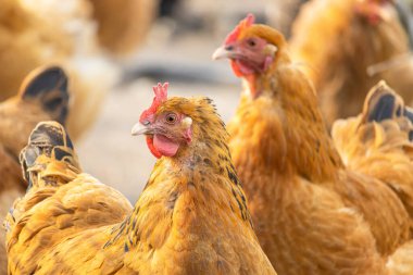 Serbest dolaşan tavuklar. Kırmızı bir tavuğun başı. Yakın plan. Yumurtlayan kahverengi tüylü evcil kuş. Ev yapımı ürünlerle dolu bir çiftlikte kırsal yaşam..