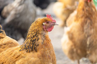 Serbest dolaşan tavuklar. Kırmızı bir tavuğun başı. Yakın plan. Yumurtlayan kahverengi tüylü evcil kuş. Ev yapımı ürünlerle dolu bir çiftlikte kırsal yaşam..