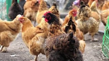 Kırmızı ve siyah tavuk yakın plan. Yumurtlayan kahverengi tüylü evcil kuş. HD köyündeki bir çiftlikte kırsal yaşam