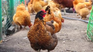 Kırmızı ve siyah tavuk yakın plan. Yumurtlayan kahverengi tüylü evcil kuş. HD köyündeki bir çiftlikte kırsal yaşam