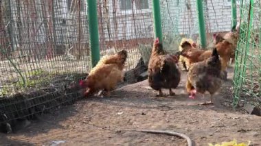 Zaman aşımına uğramış tavuk sürüsü. Kırmızı ve siyah tavuklar. Yumurtlayan kahverengi tüylü evcil kuşlar. HD köyündeki bir çiftlikte kırsal yaşam