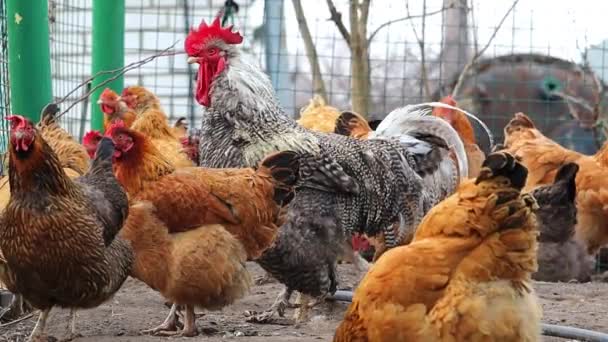 Schöne Erwachsene Hähne Auf Hühnern Und Bauernhof Hintergrund Kopf Eines — Stockvideo