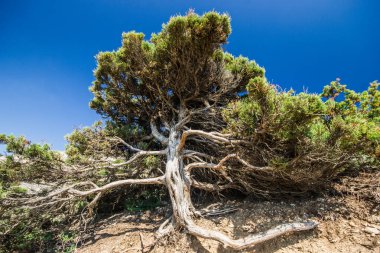 Dağda yeşil yaprakları olan yaşlı ve güzel bir ağaç. Bulutsuz gökyüzü ile renkli bir manzara. Yaz ormanı. Kırım 'da seyahat et. Doğa geçmişi. Manzara.