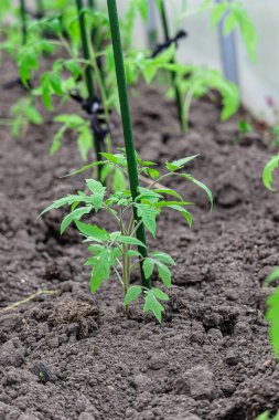 Polikarbonat serasında domates fideleri. Kışın ve ilkbaharın başlarında sebze ve meyve yetiştiriyorlar. Bahçede filizler.