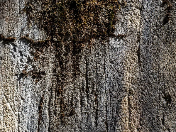 Tekstur Dinding Beton Dengan Lumut — Stok Foto