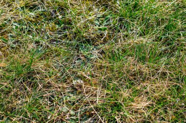 Yeşil çimenli kuru çimenler.