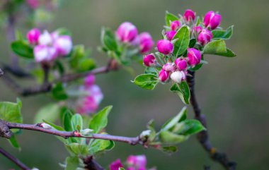 Yeşil arka planda elma tomurcukları