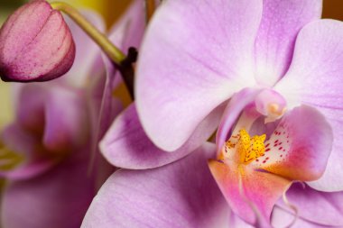 Güzel menekşe phalaenopsis orkide çiçek