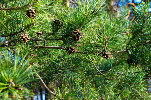 Ramos de pinheiro verde com cones — Fotografia de Stock