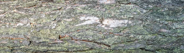 Stromová kůra z jehličnatých povrchu detailní jako pozadí — Stock fotografie