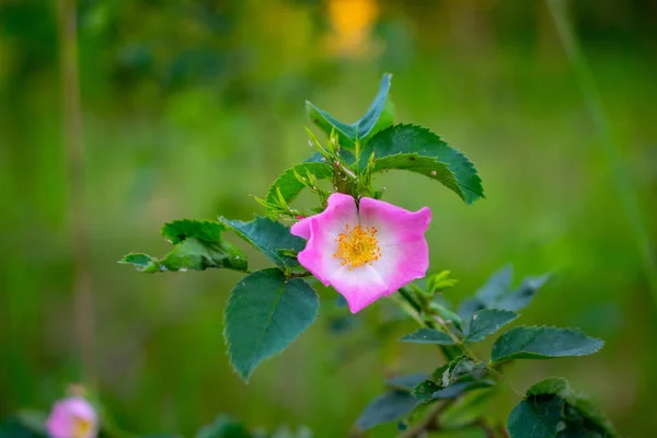 野生のバラのピンクの花 — ストック写真