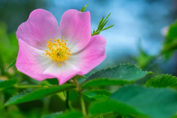 Růžové květy divoké růže — Stock fotografie