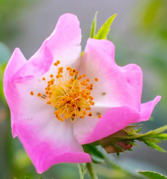 Yaban gülünün pembe çiçekleri — Stok fotoğraf