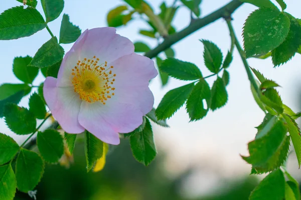 Růžové květy divoké růže — Stock fotografie