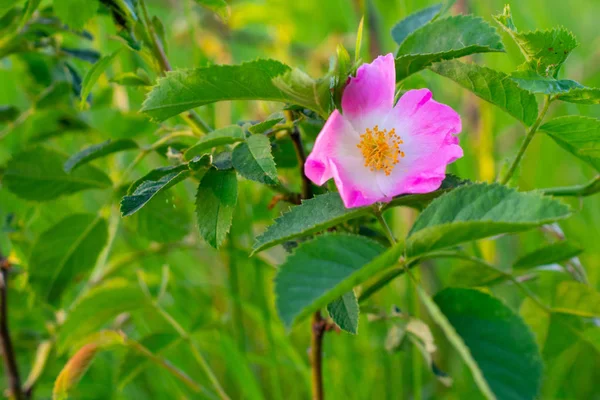 Fiori rosa di rosa selvatica — Foto Stock