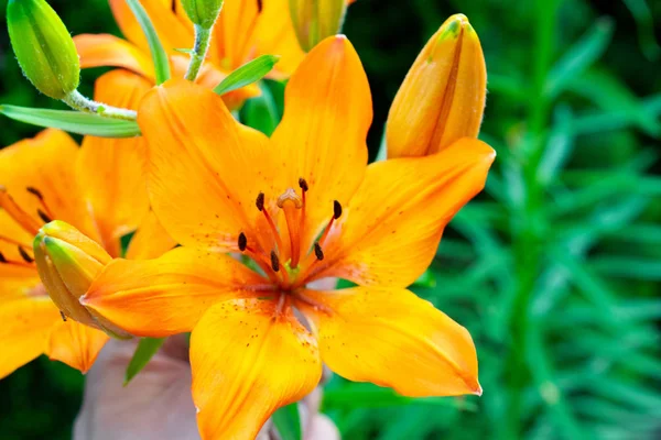 中国百合(Hemerocallis fulva)开花特写 — 图库照片