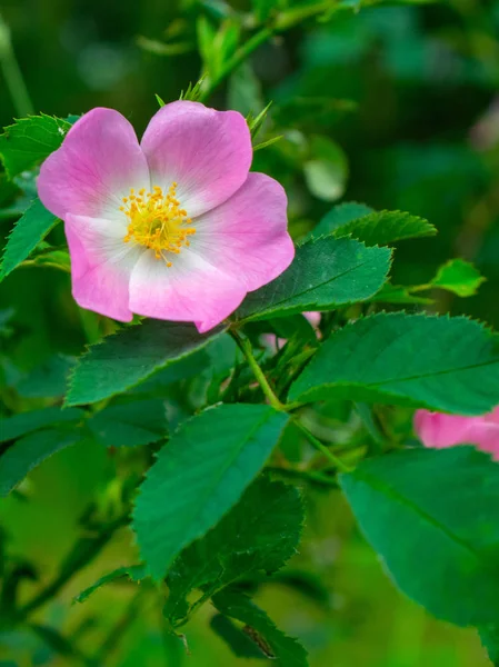 Rosafarbene Blüten der Wildrose — Stockfoto