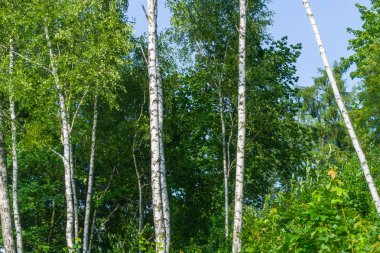 Yaz aylarında huş ağaçlarının gövdeleri