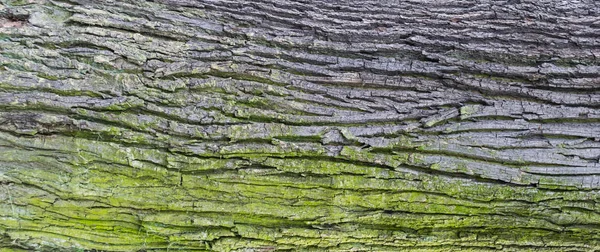 Reliëf textuur van de schors van eik — Stockfoto