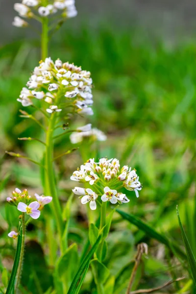 Közös goutweed gyönyörű fehér virágok hátterében fű — Stock Fotó