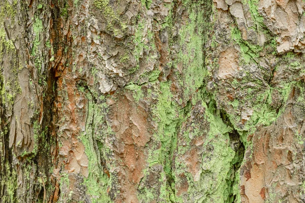 松樹皮の質感や背景 — ストック写真