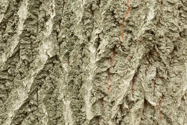 Tölgyfa kéreg textúra vagy háttér — Stock Fotó