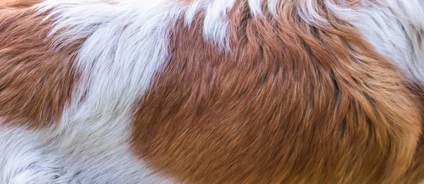 Pelo de perro blanco y marrón — Foto de Stock
