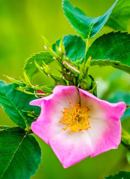 Różowe kwiaty dzikiej róż — Zdjęcie stockowe