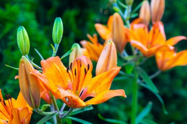 Çin zambağı (Hemerocallis fulva) çiçekleri yakın planda çiçek açar
