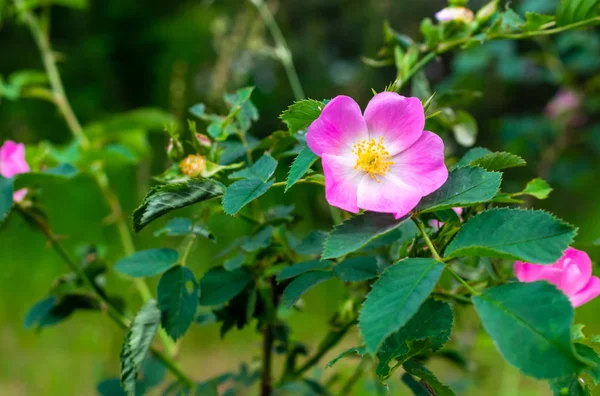 Růžové květy divoké růže — Stock fotografie